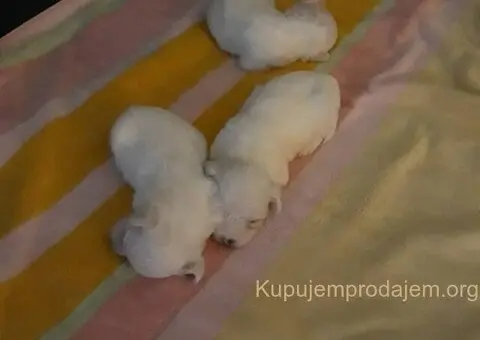 Na prodaju stenci mesanci maltezera i patuljastog spica - 10/10