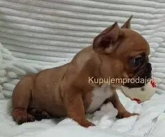 Zensko stene francuskog buldoga