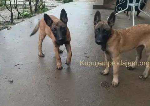 Belgijski ovčar MALINOA štenci - 1/9