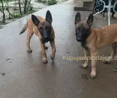 Belgijski ovčar MALINOA štenci