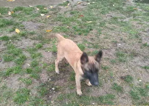 Belgijski ovčar MALINOA štenci - 2/9