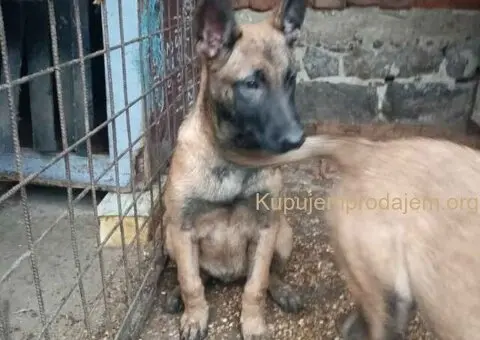 Belgijski ovčar MALINOA štenci - 3/9