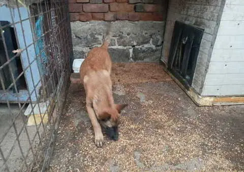 Belgijski ovčar MALINOA štenci - 4/9