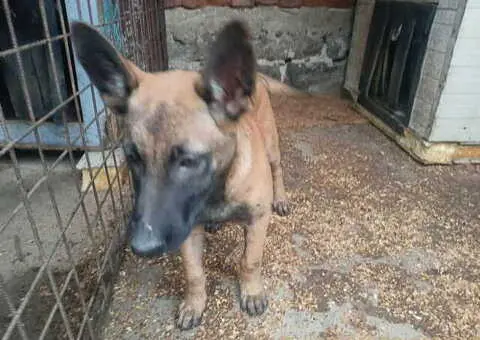 Belgijski ovčar MALINOA štenci - 5/9