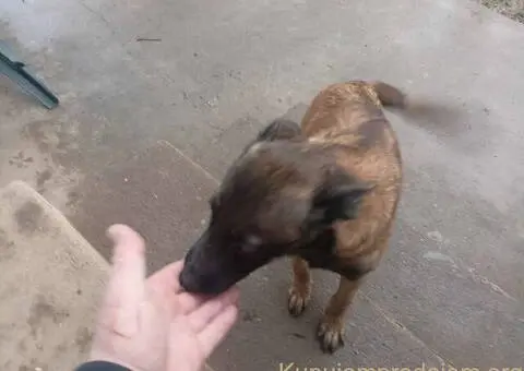 Belgijski ovčar MALINOA štenci - 6/9