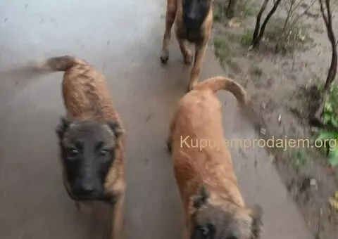 Belgijski ovčar MALINOA štenci - 7/9