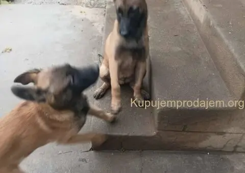 Belgijski ovčar MALINOA štenci - 8/9