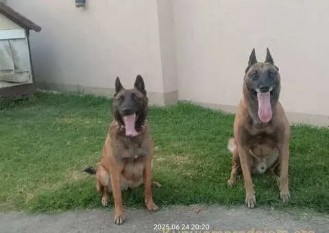 Belgijski ovčar MALINOA štenci - 9/9