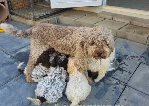 Štenci Lagoto Romanjole - 1/5