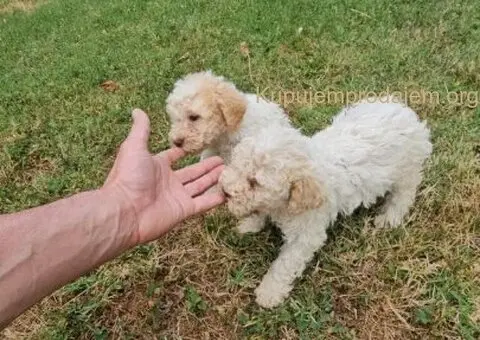 Štenci Lagoto Romanjole - 2/5