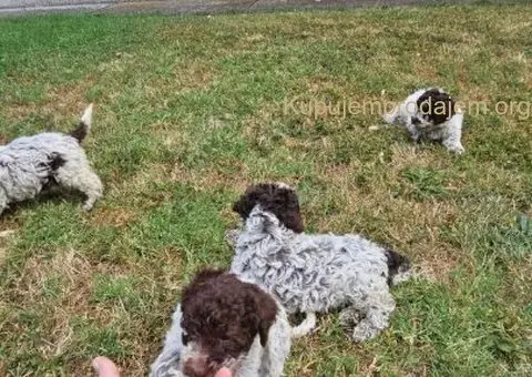 Štenci Lagoto Romanjole - 3/5