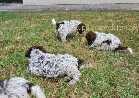 Štenci Lagoto Romanjole - 4/5