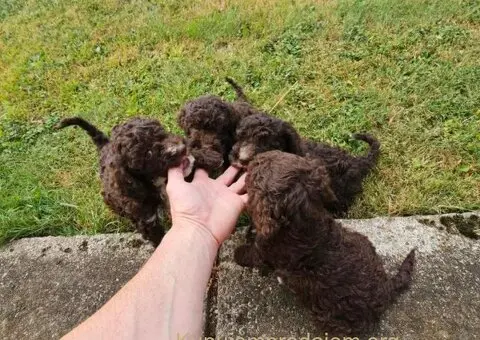 Štenci Lagoto Romanjole - 5/5