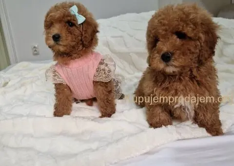 Preslatke crvene pudle, spremne za preuzimanje - 1/4