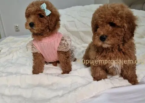 Preslatke crvene pudle, spremne za preuzimanje - 3/4