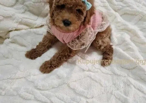 Preslatke crvene pudle, spremne za preuzimanje - 4/4