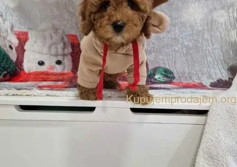 Crvene toy pudle spremne za preuzimanje - 1/4