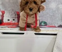 Crvene toy pudle spremne za preuzimanje