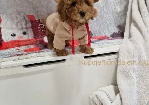 Crvene toy pudle spremne za preuzimanje - 2/4