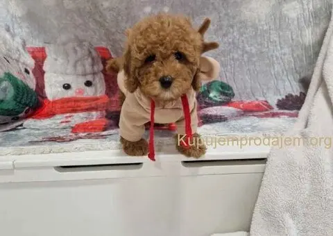 Crvene toy pudle spremne za preuzimanje - 3/4