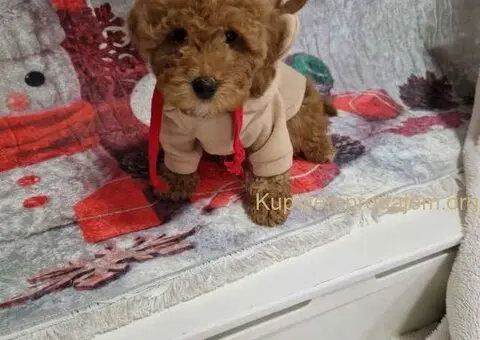 Crvene toy pudle spremne za preuzimanje - 4/4