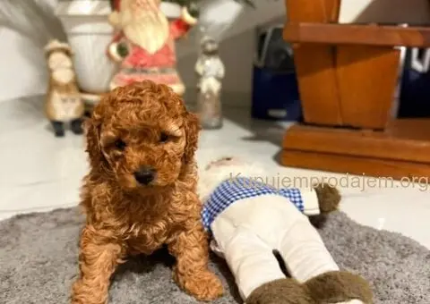 Crvena Toy Pudla žensko štene - 1/4