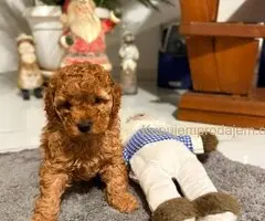 Crvena Toy Pudla žensko štene