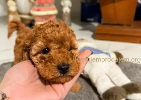 Crvena Toy Pudla žensko štene - 2/4