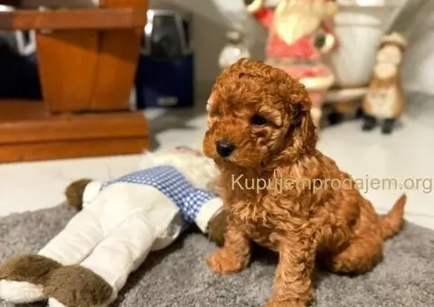 Crvena Toy Pudla žensko štene - 3/4