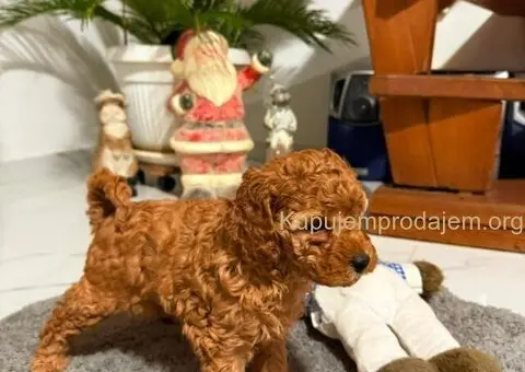 Crvena Toy Pudla žensko štene - 4/4