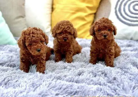 Najmanje pudle, od najlepsih roditelja u Evropi - 2/5