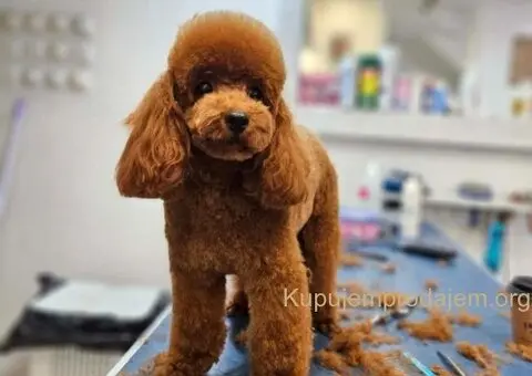 Najmanje pudle, od najlepsih roditelja u Evropi - 3/5