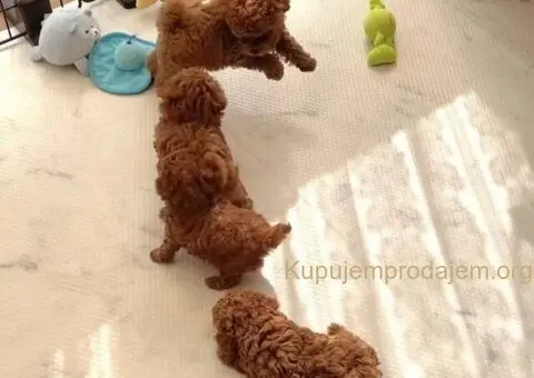 Najmanje pudle, od najlepsih roditelja u Evropi - 4/5