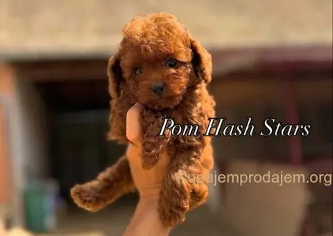 Najmanje pudle, od najlepsih roditelja u Evropi - 5/5