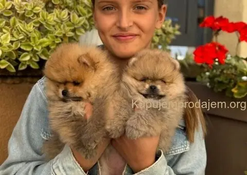 Dostupni prelepi štenci pomeranaca - 1/5