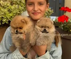 Dostupni prelepi štenci pomeranaca