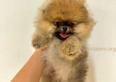 Dostupni prelepi štenci pomeranaca - 2/5