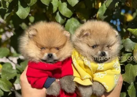 Dostupni prelepi štenci pomeranaca - 3/5