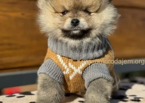 Dostupni prelepi štenci pomeranaca - 4/5