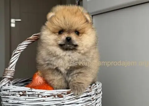 Dostupni prelepi štenci pomeranaca - 5/5