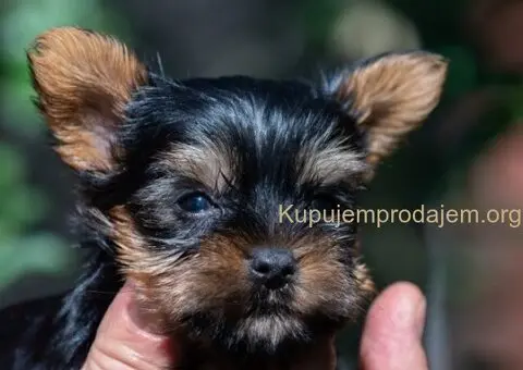 Jorksirski Terijer - 1/5