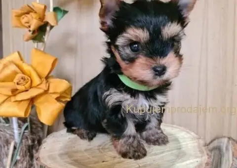 Jorksirski Terijer - 3/5