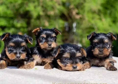 Jorksirski Terijer - 4/5