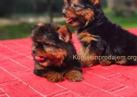 Jorksirski Terijer - 5/5