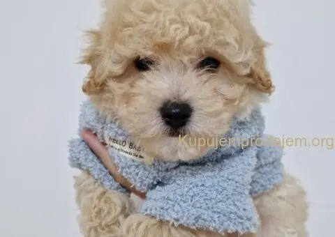 Preslatki maleni MALTIPOO stenci - 1/6