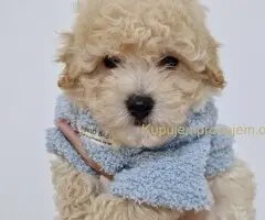 Preslatki maleni MALTIPOO stenci