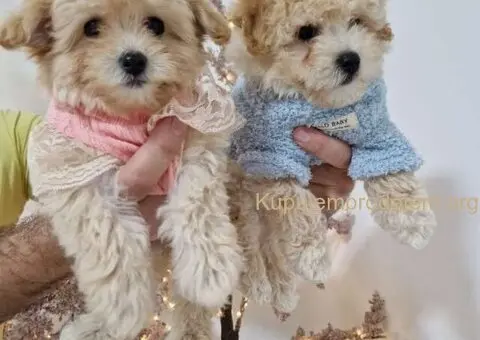 Preslatki maleni MALTIPOO stenci - 2/6