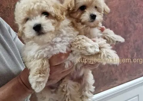 Preslatki maleni MALTIPOO stenci - 3/6