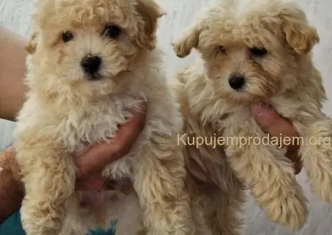 Preslatki maleni MALTIPOO stenci - 4/6