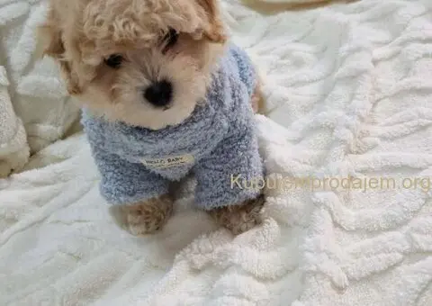 Preslatki maleni MALTIPOO stenci - 5/6